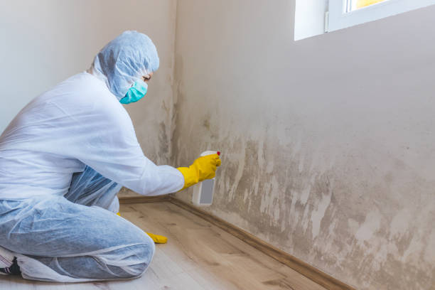 Licensed Mold Remediation service in Ocoee, FL - 24 Hour Mold Removal