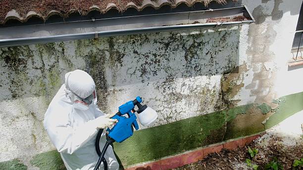 Top rated local Mold Remediation specialists in Ocoee, FL